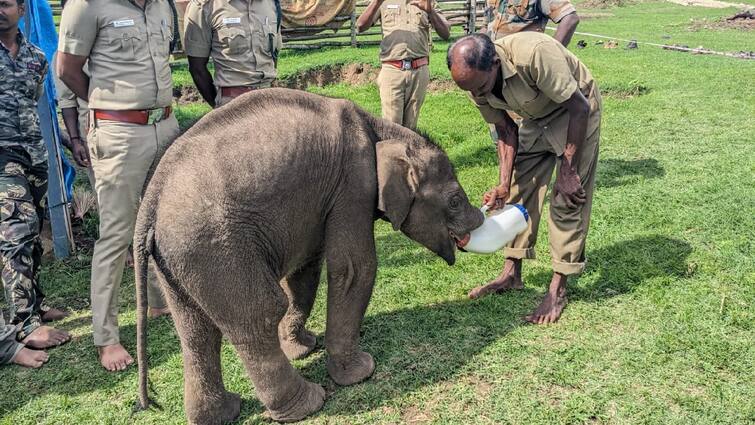 Baby elephant cared for by Pagans at Mudumalai elephant camp Watch Video - TNN Watch Video: தாயாக மாறிய பாகன்கள்; பாகன்கள் அரவணைப்பில் தாயை பிரிந்த குட்டி யானை
