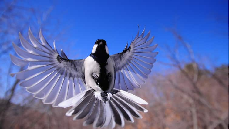 Why do birds always peck at glass windows What is the science behind this चिड़िया हमेशा शीशे वाली खिड़की पर चोंच क्यों मारती है? क्या है इसके पीछे का विज्ञान