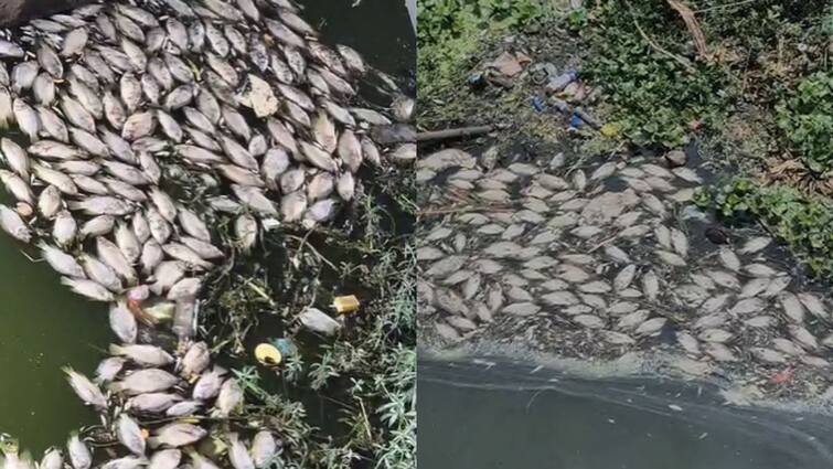 Millions of dead fish found in Nashik Valdevi river Maharashtra Marathi News Nashik News : नाशिकच्या वालदेवी नदीत मृत माशांचा खच, प्रदूषण उठलं जलचरांच्या जीवावर
