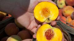 Fruits: ফ্যাট ঝরিয়ে দ্রুত ওজন কমানোর জন্য রোজ পাতে রাখুন এই ফলগুলি