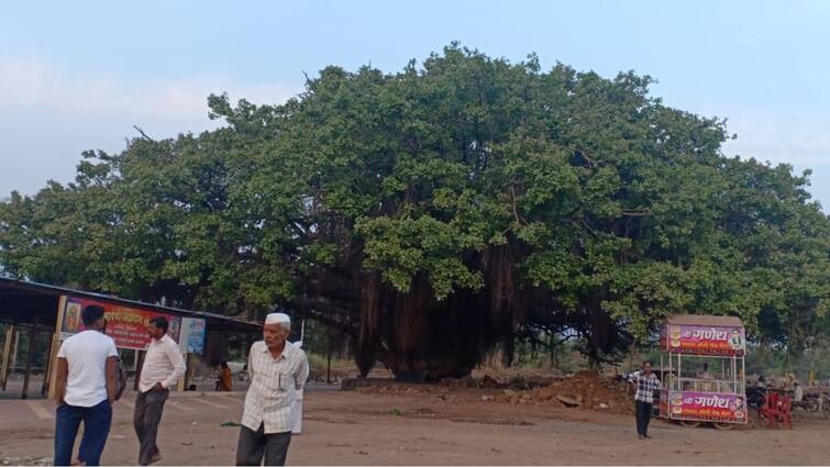 A 400 year old witness banyan tree uprooted in Sangli the direction of the highway was changed to save it Sangli News : सांगलीत 400 वर्षांचा साक्षीदार वटवृक्ष उन्मळून पडला, तोच वाचवण्यासाठी हायवेची दिशा बदलली होती! आता पुन्हा एकदा वाचवण्यासाठी आर्त हाक