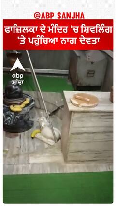 ਫਾਜ਼ਿਲਕਾ ਦੇ ਮੰਦਿਰ 'ਚ ਸ਼ਿਵਲਿੰਗ 'ਤੇ ਪਹੁੰਚਿਆ ਨਾਗ ਦੇਵਤਾ, ਦਰਸ਼ਨ ਕਰਨ ਲਈ ਆਏ ਸ਼ਰਧਾਲੂ