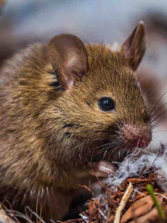 ये है दुनिया का सबसे गंदा जानवर