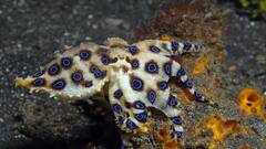 Blue Ringed Octopus: પૃથ્વી પરનો સૌથી ખતરનાક અને વિચિત્ર જીવ, ફક્ત એક ટિપાથી માણસનો જતો રહે છે જીવ