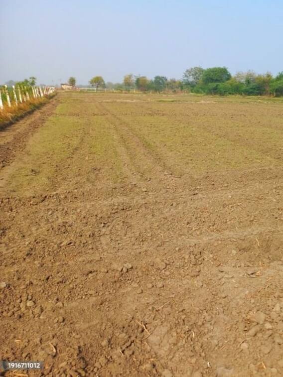 गर्मियों के मौसम में किन फसलों की खेती करना रहेगा सही