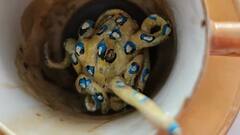 Blue Ringed Octopus: પૃથ્વી પરનો સૌથી ખતરનાક અને વિચિત્ર જીવ, ફક્ત એક ટિપાથી માણસનો જતો રહે છે જીવ