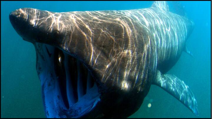 पहले नंबर पर है ग्रीनलैंड शार्क. ग्रीनलैंड शार्क दुनिया की दूसरी सबसे बड़ी शार्क है. गोली की रफ्तार से तैरने वाली ये शार्क देखने में इतनी डरावनी है कि एक बार अगर इससे आपका सामना हो जाए तो आप दोबारा समुद्र में नहीं उतरेंगे.