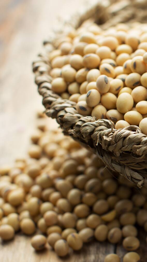 सोयाबीन उत्पादन में नंबर वन राज्य कौन सा है?