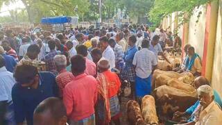 Bakrid 2024 : களைகட்டும் பக்ரீத் பண்டிகை ஏற்பாடுகள்.. திருப்புவன சந்தையில் ரூ.1 கோடிக்கு மேல் ஆடுகள் விற்பனை ஜோர்