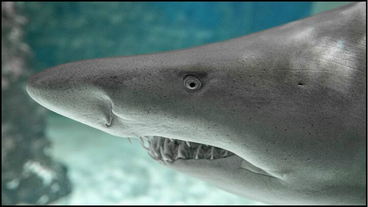 पांचवें नंबर पर है Cookie-Cutter Shark. अब तक की लिस्ट में ये शार्क सबसे ज्यादा डरावनी है. इसके नुकीले दांत शिकार को चबा जाते हैं. समुद्र में लगभग 3 हजार फीट नीचे रहने वाला ये जीव कई बार इंसानों पर भी हमला कर देता है.