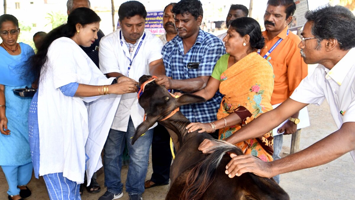 Theni: கால்நடைகளை காக்க, தடுப்பூசி போடுவது ஒன்றே சிறந்த வழியாகும் -  தேனியில் நடக்கும் 21 நாள் தடுப்பூசி முகாம்..!