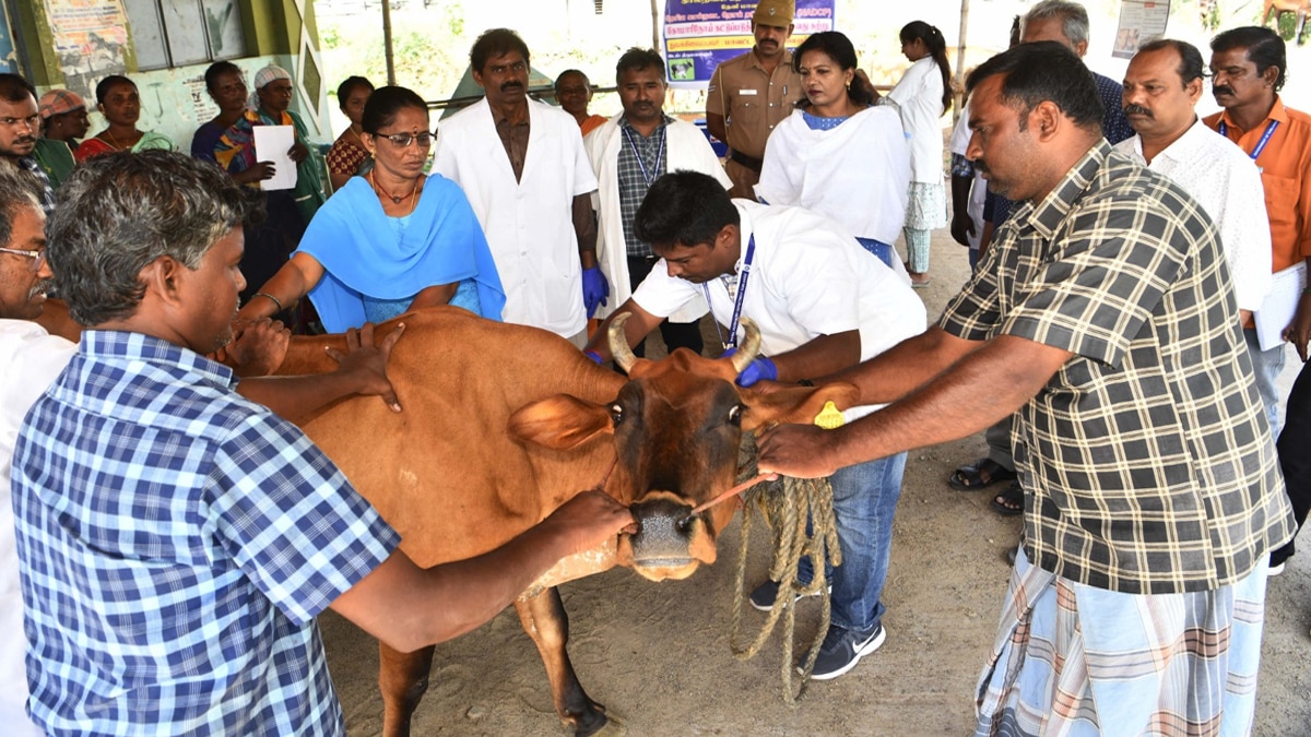 Theni: கால்நடைகளை காக்க, தடுப்பூசி போடுவது ஒன்றே சிறந்த வழியாகும் -  தேனியில் நடக்கும் 21 நாள் தடுப்பூசி முகாம்..!