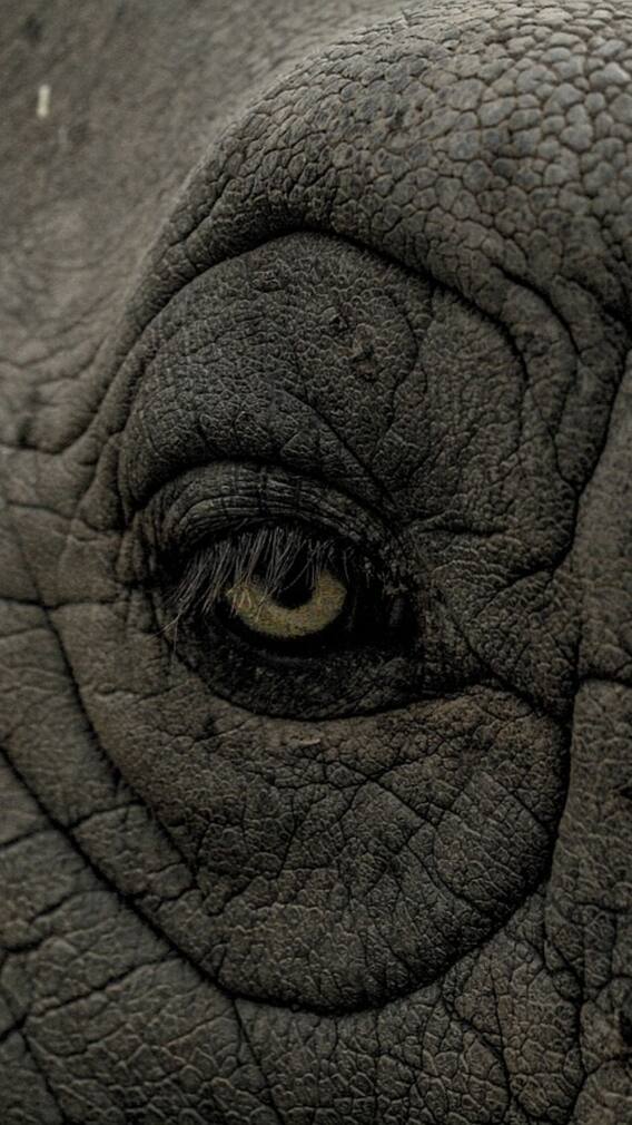 நீண்ட கர்ப காலம் கொண்ட 8 விலங்குகள்