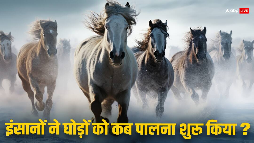 घोड़ों की सवारी ने कैसे बदला मानव इतिहास? 5500 साल पहले हॉर्स को पालतू बनाने की कहानी journal Nature horse domestication occurred twice How horses galloped into human history ABPP घोड़ों की सवारी ने कैसे बदला मानव इतिहास? 5500 साल पहले हॉर्स को पालतू बनाने की कहानी