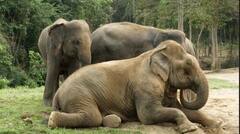 ਇੱਕ ਦੂਜੇ ਨੂੰ ਨਾਮ ਲੈ ਕੇ ਬੁਲਾਉਂਦੇ ਨੇ ਹਾਥੀ ? ਖੋਜ ਨੇ ਕੀਤਾ ਹੈਰਾਨ ਕਰਨ ਵਾਲਾ ਖ਼ੁਲਾਸਾ