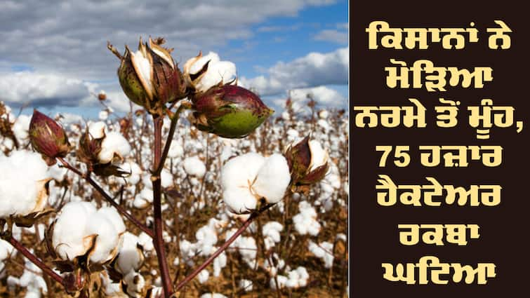 79 thousand hectares decreased Cotton Farming area Cotton Farming: ਪੰਜਾਬ ਦੇ ਕਿਸਾਨਾਂ ਨੇ ਮੋੜਿਆ ਨਰਮੇ ਤੋਂ ਮੂੰਹ, 75 ਹਜ਼ਾਰ ਹੈਕਟੇਅਰ ਰਕਬਾ ਘਟਿਆ, ਆਖਰ ਕੀ ਬਣਿਆ ਕਾਰਨ ? 