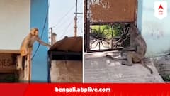 বাঁদরের বাঁদরামিতে অতিষ্ঠ গ্রাম ! আক্রান্ত একের পর এক ছাত্র, বেঁধে গেল লঙ্কাকাণ্ড