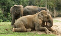 एक-दूसरे को नाम से बुलाते हैं हाथी? रिसर्च में हुआ चौंकाने वाला खुलासा