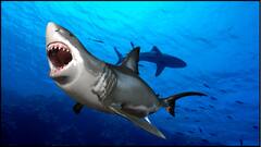 समुद्र के ये जीव दूसरी दुनिया से आए हैं? एक बार देख लिया तो सपने भी भयानक आएंगे