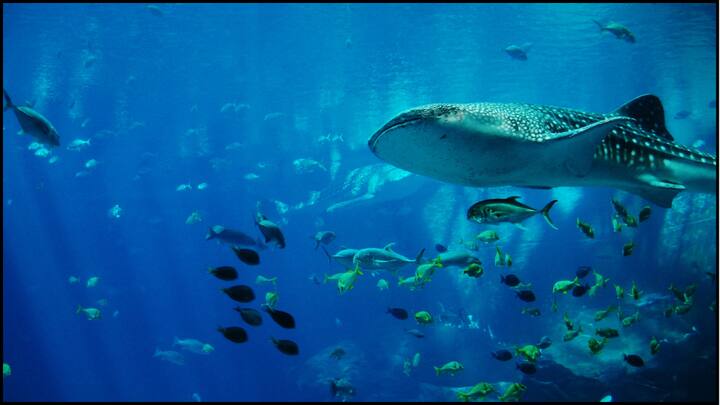 चौथे नंबर पर है स्वेल शार्क. स्वेल शार्क के अंदर एक खासियत होती है कि वह समुद्र की सतह पर जिस तरह की लाइट होती है उस तरह के रंग में आ जाती है. यानी अदर समुद्र के सतह पर हरी लाइट है तो इसका शरीर भी आपको हरा दिखाई देगा.