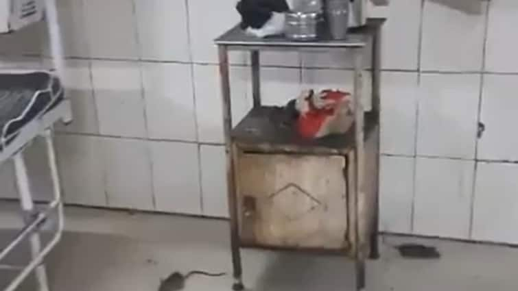 Madhya Pradesh Rats In Hospital Viral Video Trending 'More Rats Than Patients': Videos Show Rats Roaming In Hospital Ward In Madhya Pradesh, Cong Slams Govt — WATCH