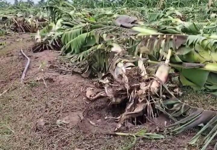 नंदुरबार (Nandurbar) जिल्ह्यात देखील वादळी वाऱ्यासह झालेल्या पावसाचा मोठा फटका शेती पिकांना बसला आहे.