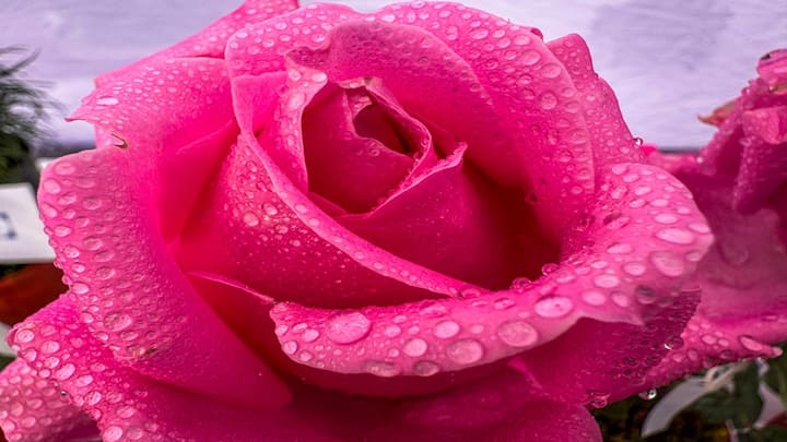 National Rose Day: સમગ્ર વિશ્વમાં ગુલાબને પ્રેમનું પ્રતીક માનવામાં આવે છે. લોકો ઘણીવાર તેમના પ્રેમને વ્યક્ત કરવા માટે ગુલાબના ફૂલોનો ઉપયોગ કરે છે.