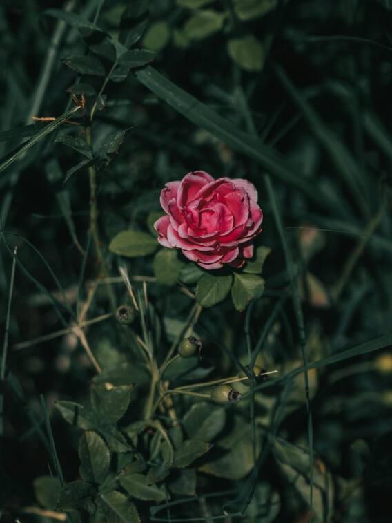 किस तरह करें गुलाब की खेती?