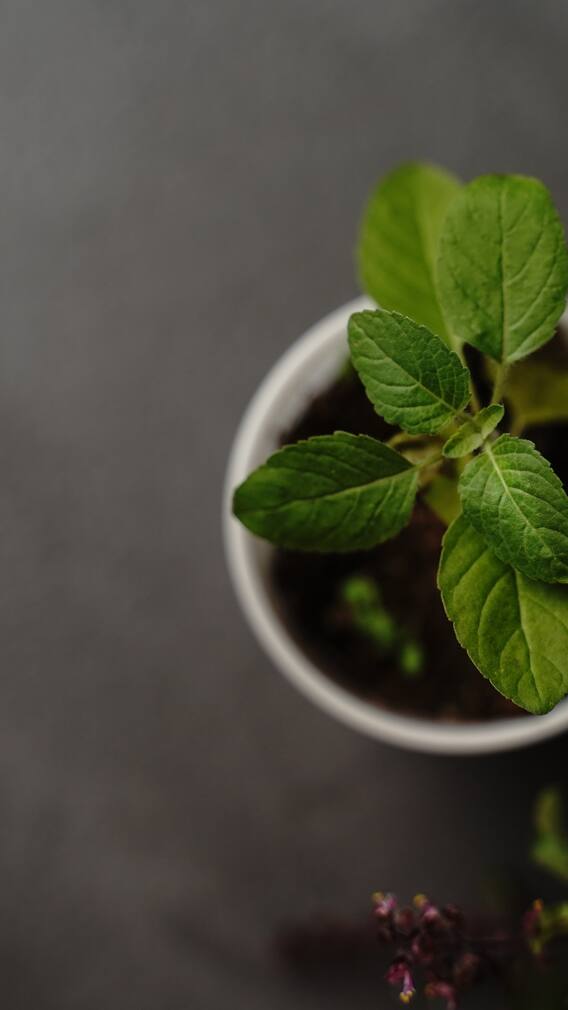 10 Surprising Health Benefits Of Drinking Tulsi Water Daily