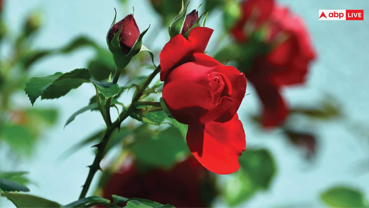 National Red Rose Day: इस राज्य में होती है गुलाब की सबसे ज्यादा खेती, विदेशों में भी महक बिखेर रहा भारत का गुलाब