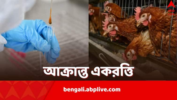 Bird Flu returns to India West Bengal boy infected with it says WHO Bird Flu: পাঁচ বছর পর ফিরল বার্ড ফ্লু আতঙ্ক, আক্রান্ত বাংলার এক শিশু, WHO-র রিপোর্টেও উল্লেখ