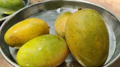 गर्मी के सीजन में वाराणसी में आम के व्यापार को लगा तगड़ा झटका, निर्यात पर गहराया संकट