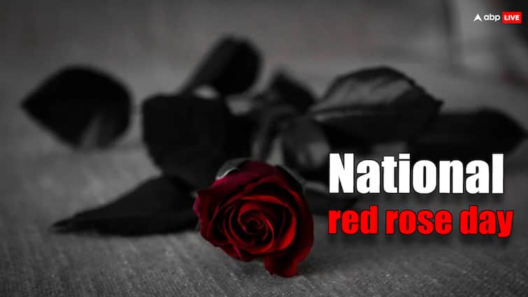 Why is only the red rose considered a symbol of love why is no other flower considered 12 June National Red Rose Day National Red Rose Day: लाल गुलाब देकर ही क्यों किया जाता है प्यार का इजहार? जानें क्या है इसका इतिहास 