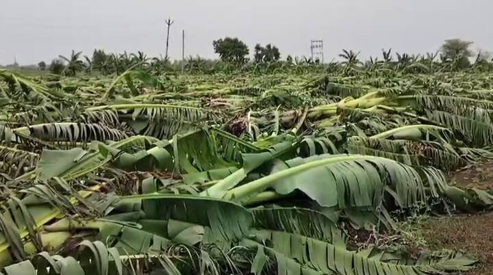 6 जूनला मान्सूनचे राज्यात आगमन झाले असले तरी अद्याप संपूर्ण राज्यात मान्सून सक्रीय झाला नाही.