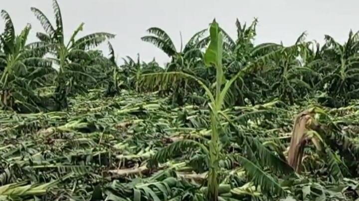 नंदुरबार जिल्ह्यातील शहादा तालुक्यात आलेल्या वादळी वाऱ्यासह झालेल्या पावसामुळे शेतीचे अतोनात नुकसान झालं आहे.