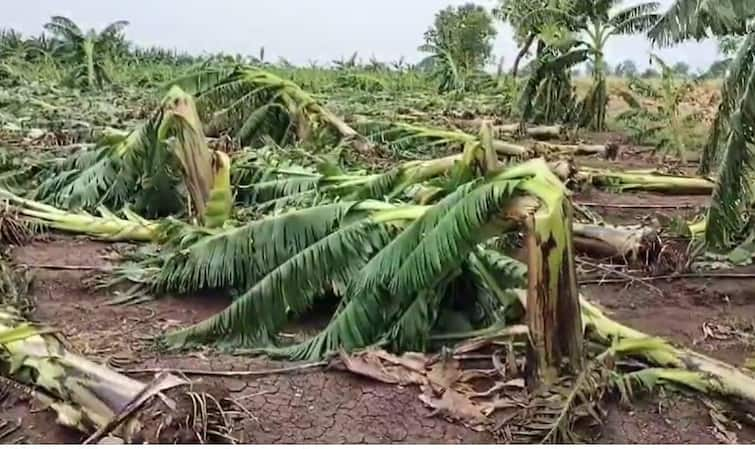 Damage to banana orchards in Nandurbar due to stormy rains agriculture news farmers  वादळी पावसाचा नंदुरबारला मोठा फटका, केळीच्या बागा जमिनदोस्त, अद्याप पंचनामे नाहीत