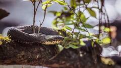 Snake GK: જો તમારા ઘરની આસપાસ આ વૃક્ષ-છોડ હશે તો સાપ આવવાની સંભાવના, આ છોડથી આકર્ષિત થાય છે સાપ