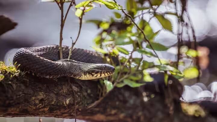 Snake GK: સાપને વિશ્વનું સૌથી ઝેરી પ્રાણી માનવામાં આવે છે. ખાસ કરીને ઉનાળામાં સાપ વધુ નીકળતા હોય છે. પરંતુ શું તમે જાણો છો કે સાપ કયા છોડ પ્રત્યે સૌથી વધુ આકર્ષિત થાય છે? ઉનાળા દરમિયાન સાપ જૂના મકાનોમાં અને ઝાડ અને છોડની વચ્ચે રહેવાનું પસંદ કરે છે. કારણ કે તેઓને આવી જગ્યાએ શાંતિ મળે છે. પરંતુ સવાલ એ છે કે સાપ કયા છોડ પ્રત્યે સૌથી વધુ આકર્ષિત છે.