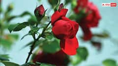 National Rose Day: આ રાજ્યમાં થાય છે ગુલાબની સૌથી વધારે ખેતી, વિદેશોમાં પણ મહેકી રહ્યું છે ભારત