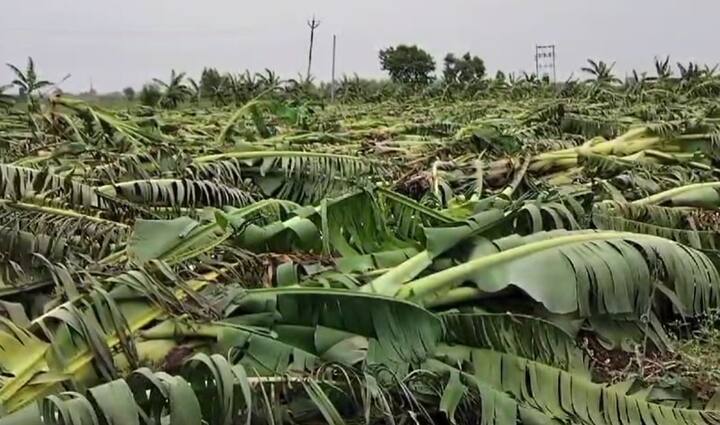 मधुकर पाटील या शेतकऱ्यांचे एकूण 8 हजारपेक्षा अधिक केळीची झाडे जमिनदोस्त झाली आहेत.