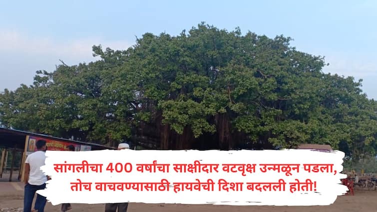 The 400 year old banyan tree in Sangli will now be the shadow of the district Branches will be cut and planted in villages Sangli News : सांगलीतील 400 वर्षांचा वटवृक्ष आता जिल्ह्याची 'सावली' होणार! उन्मळून पडलेल्या वटवृक्षाची फांदी गावागावात लावली जाणार