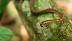 Snake GK: જો તમારા ઘરની આસપાસ આ વૃક્ષ-છોડ હશે તો સાપ આવવાની સંભાવના, આ છોડથી આકર્ષિત થાય છે સાપ