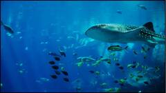 Sea GK: દરિયાના આ જીવ બીજી દુનિયામાંથી આવ્યા છે ? એકવાર જોઇ લેશો તો ઊંઘ પણ નહીં આવે