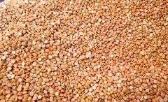 Rajasthan: दाल की कीमतों ने तोड़ी आम आदमी की कमर, चुनाव होते ही दामों में भारी उछाल