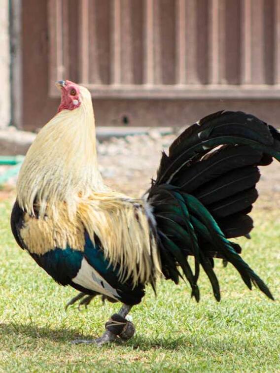 मुर्गा कितनी देर तक उड़ सकता है?