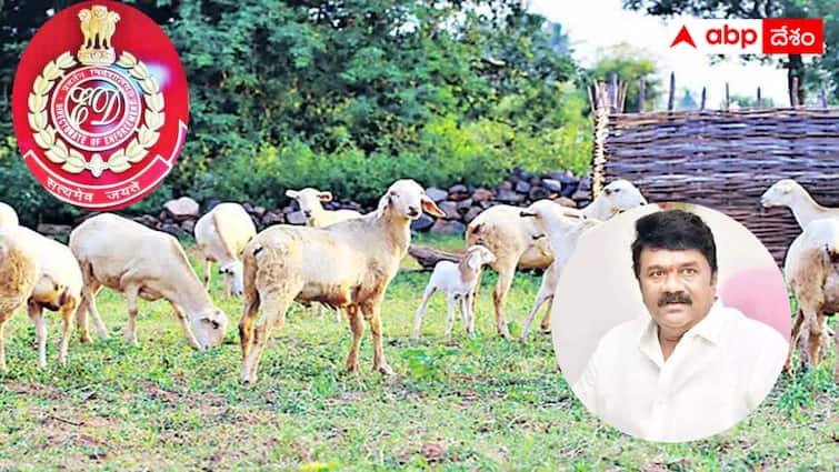 Talasani Srinivas Yadav may be caught in the sheep scheme scam Telangana News : గొర్రెల స్కీంలో స్కాంపై ఈడీ దృష్టి - తలసాని టార్గెట్‌ అవుతున్నారా ?