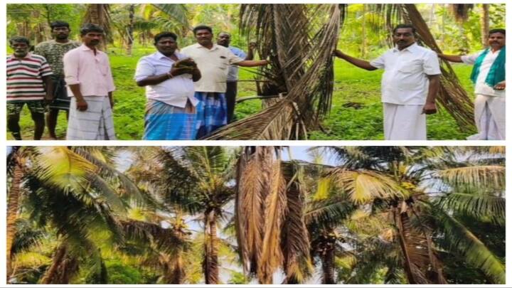 'காப்பாற்றுங்கள்! கண்முன்னே அழியும் தென்னை' விவசாயிகள் கண்ணீர் மல்க கோரிக்கை