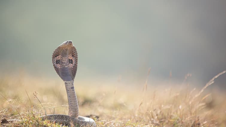 Tamil Nadu: Man Arrested For Killing & Eating Rat Snake, A Protected Reptile Tamil Nadu: Man Arrested For Killing & Eating Rat Snake, A Protected Reptile