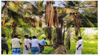 'காப்பாற்றுங்கள்! கண்முன்னே அழியும் தென்னை' விவசாயிகள் கண்ணீர் மல்க கோரிக்கை