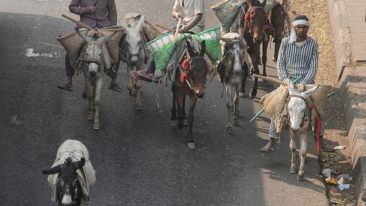 Pakistan's Donkey Population Rises To 5.9 Million In FY23-24 Pakistan Economy Why Are They Important Pakistan's Donkey Population Rises To 5.9 Million In FY23-24. Why Are They Important For The Economy?